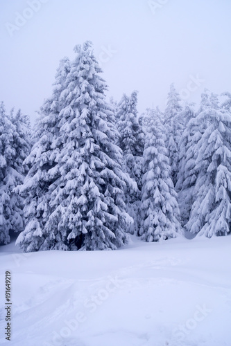 Winter snowy and trees. © dadalia