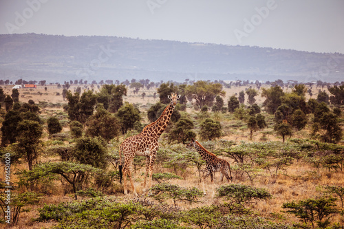 Giraffe with baby on Kenyan savannah