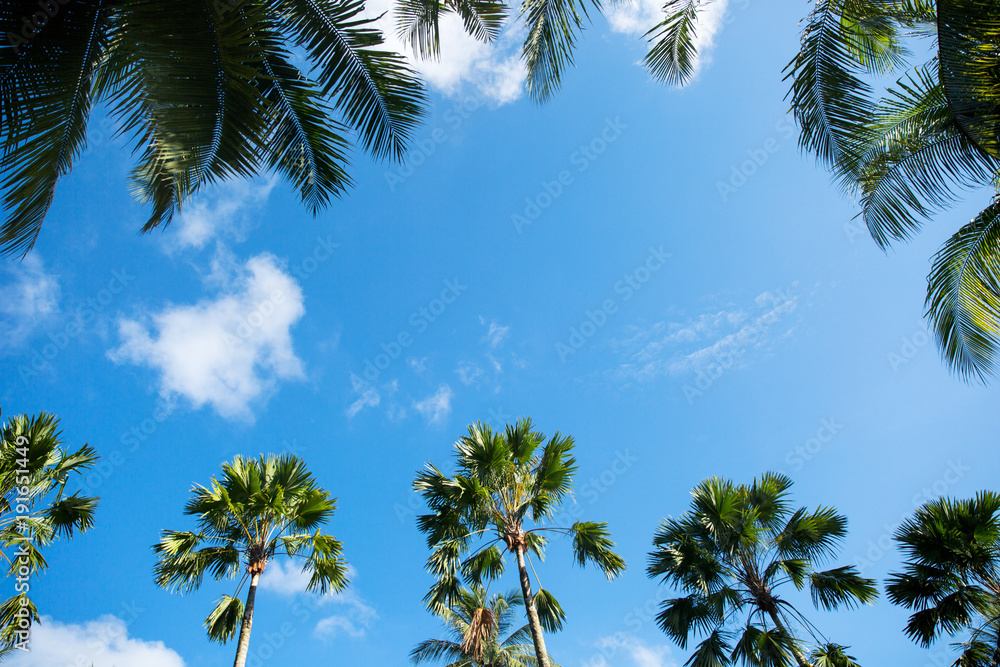 Palm trees against blue sky, Palm trees at tropical coast, coconut tree,summer tree , with copyspace Palm trees against blue sky, Palm trees at tropical coast, coconut tree,summer tree , with copyspace