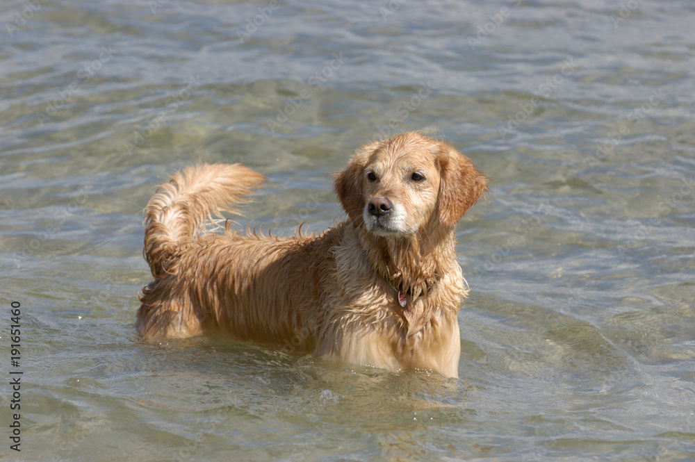 Golden Retriever Golden Retriever