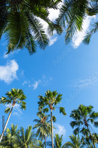 Palm trees against blue sky, Palm trees at tropical coast, coconut tree,summer tree , with copyspace