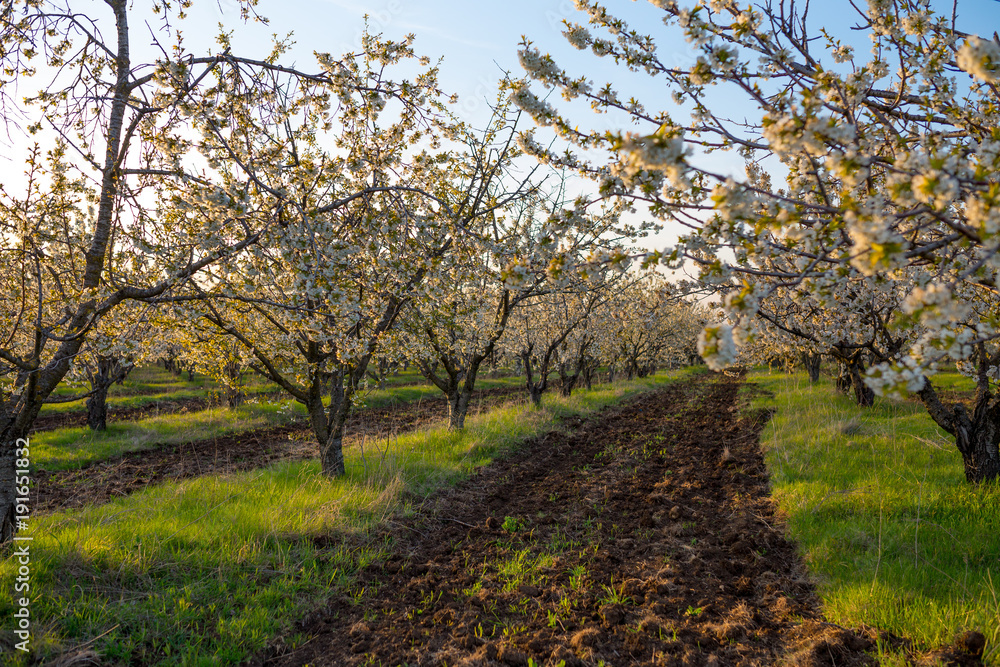 cherry orchard blooms in spring. Cherry blossom garden. Spring trees, spring garden blooms and smells, blooming fragrance. cherry orchard blooms in spring cherry orchard blooms in spring. Cherry blossom garden. Spring trees, spring garden blooms and smells, blooming fragrance. cherry orchard blooms in spring