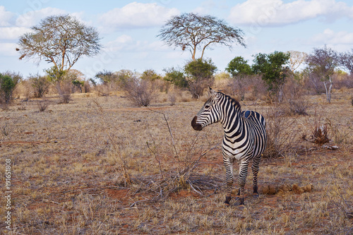 Zebra in der Savanne des Tsavo Ost in Kenia