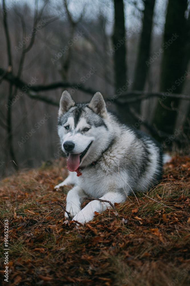 Cute husky in the woods