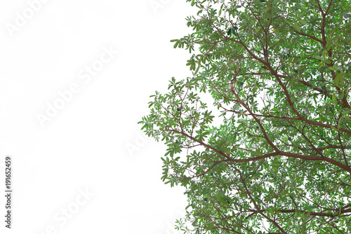 Tall tree branches on isolate for graphic design and card.