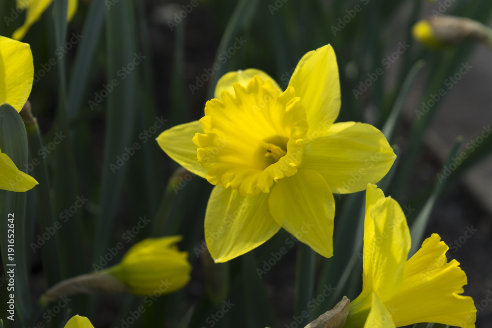 Nahaufnahme einer Narzisse im Garten im Frühling Nahaufnahme einer Narzisse im Garten im Frühling
