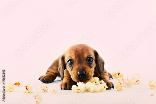 Dachshund Dog pop Corn © jonicartoon
