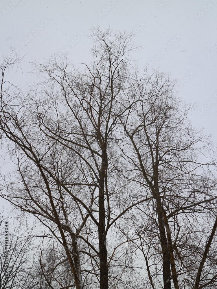 treetops against the winter sky treetops against the winter sky