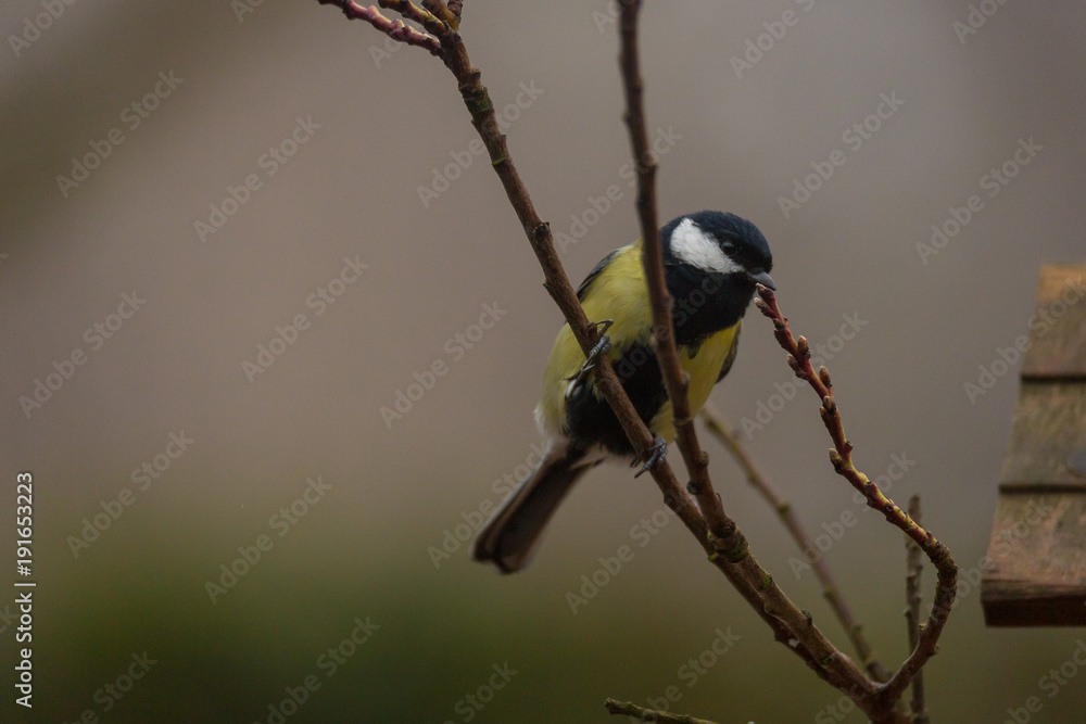 Naklejka premium MESANGES BLEUES 