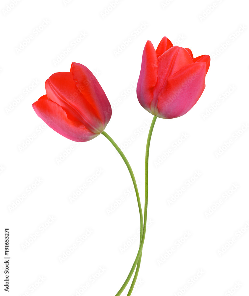 Two spring flowers. Tulips isolated on white Two spring flowers. Tulips isolated on white