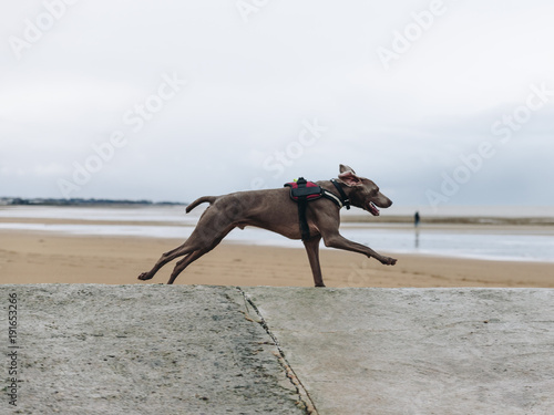 Dog retriever running on the beach