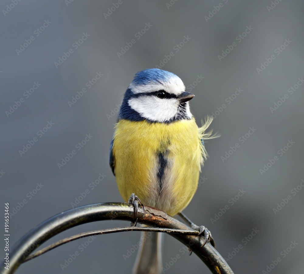 Blaumeise (Cyanistes caeruleus)