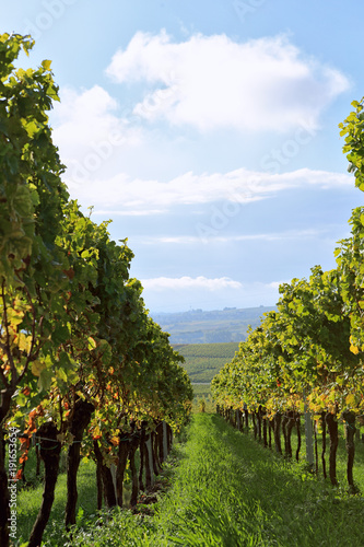 Vineyards palatine rhine valley germany