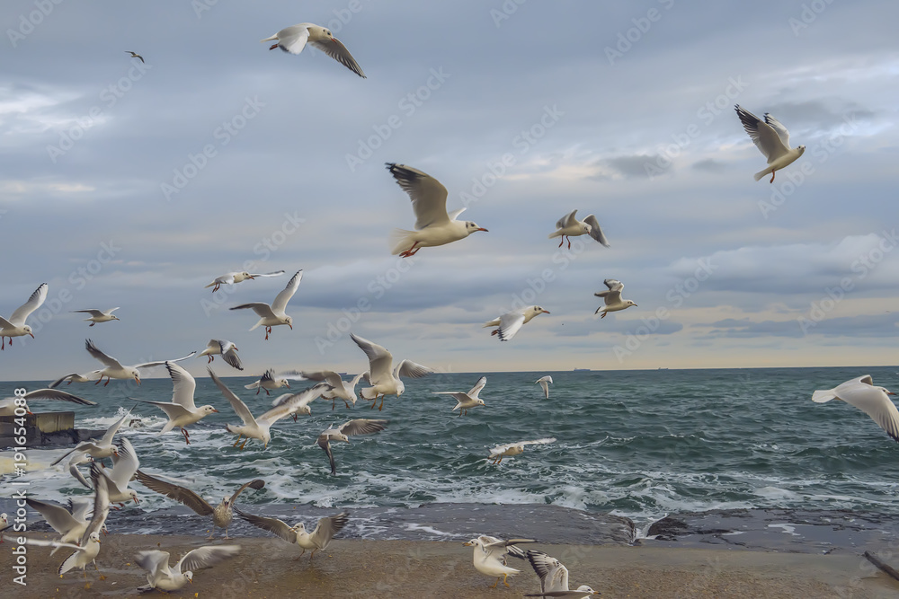 A flock of seabirds of seagulls in flight and on a concrete pier on the seashore.
