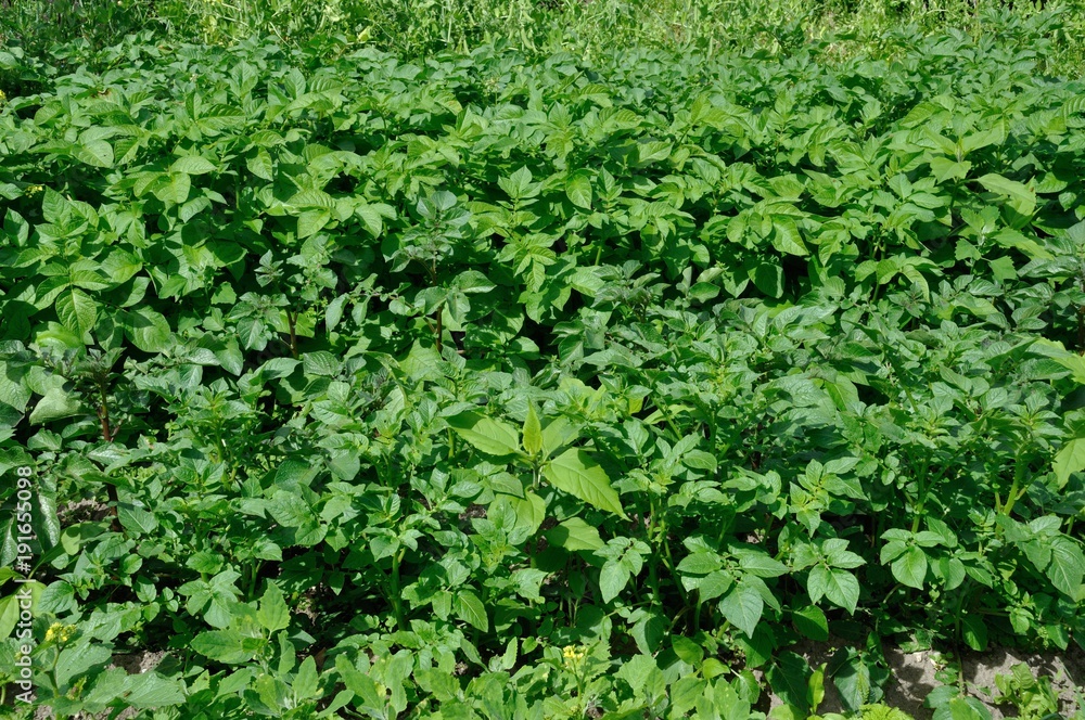 potatoes in a vegetable patch potatoes in a vegetable patch