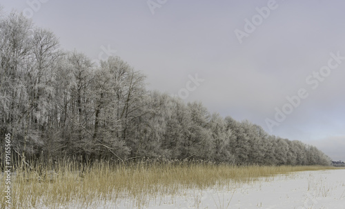 Beautiful Winter forest