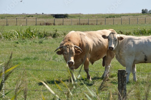 Fototapeta Naklejka Na Ścianę i Meble -  Cows in meadows