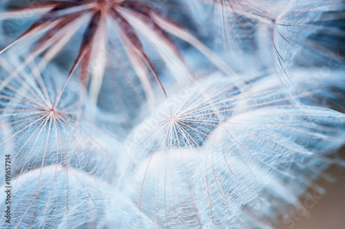delicate blue of the air seeds of a dandelion flower growing in the Sunny meadow