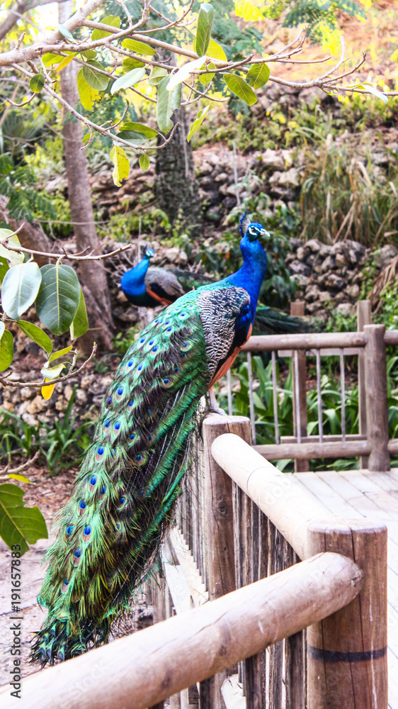 Naklejka premium Peacock bird