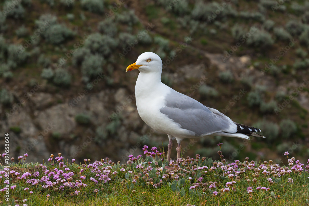 One seagull on the rocky blossoming coast in Brittany in spring sunny day, France. One seagull on the rocky blossoming coast in Brittany in spring sunny day, France.