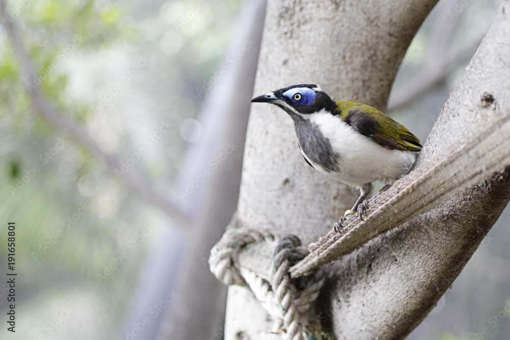 Naklejka premium Blue-faced honeyeater (entomyzon cyanotis), also known as a bananabird perched on a branch