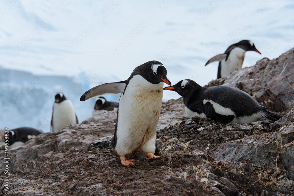 Obraz premium Gentoo penguins