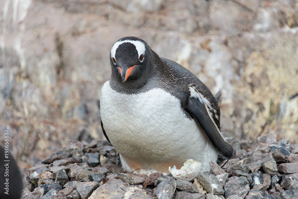 Fototapeta premium Gentoo penguin's chicks in nest