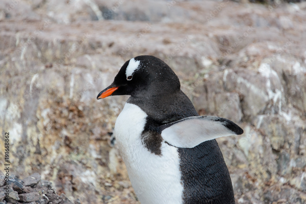 Fototapeta premium Gentoo penguin on rock