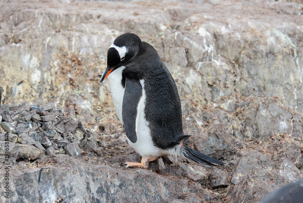 Fototapeta premium Gentoo penguin scratching