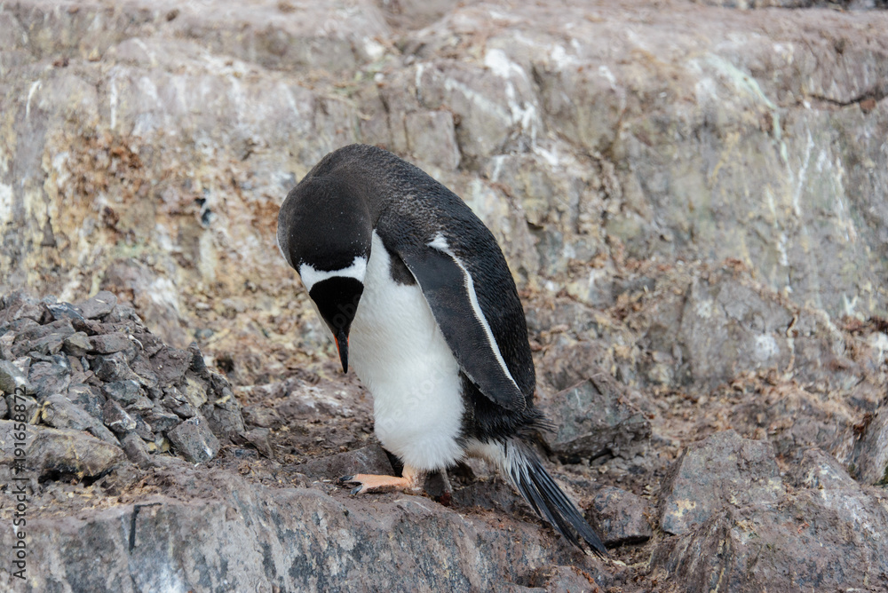 Naklejka premium Gentoo penguin on rock