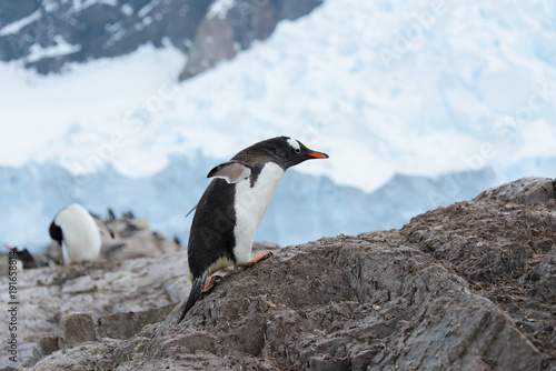 Gentoo penguin on rock