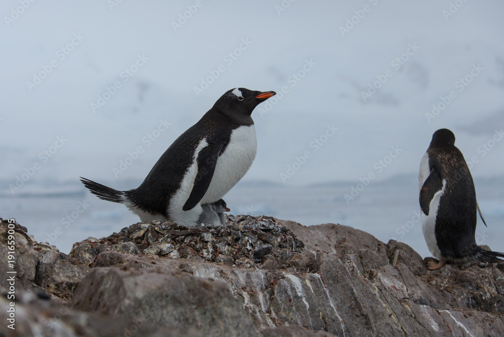 Fototapeta premium Gentoo penguin with chicks in nest