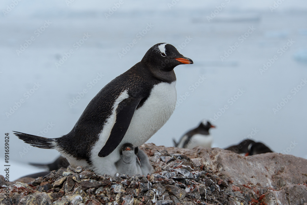 Naklejka premium Gentoo penguin with chicks in nest