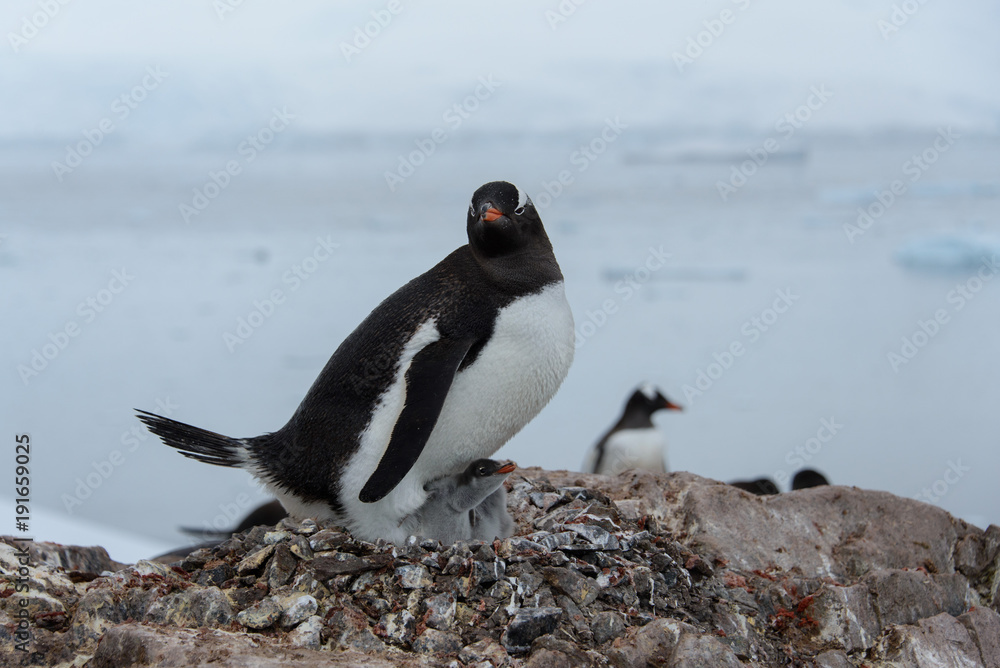 Naklejka premium Gentoo penguin with chicks in nest