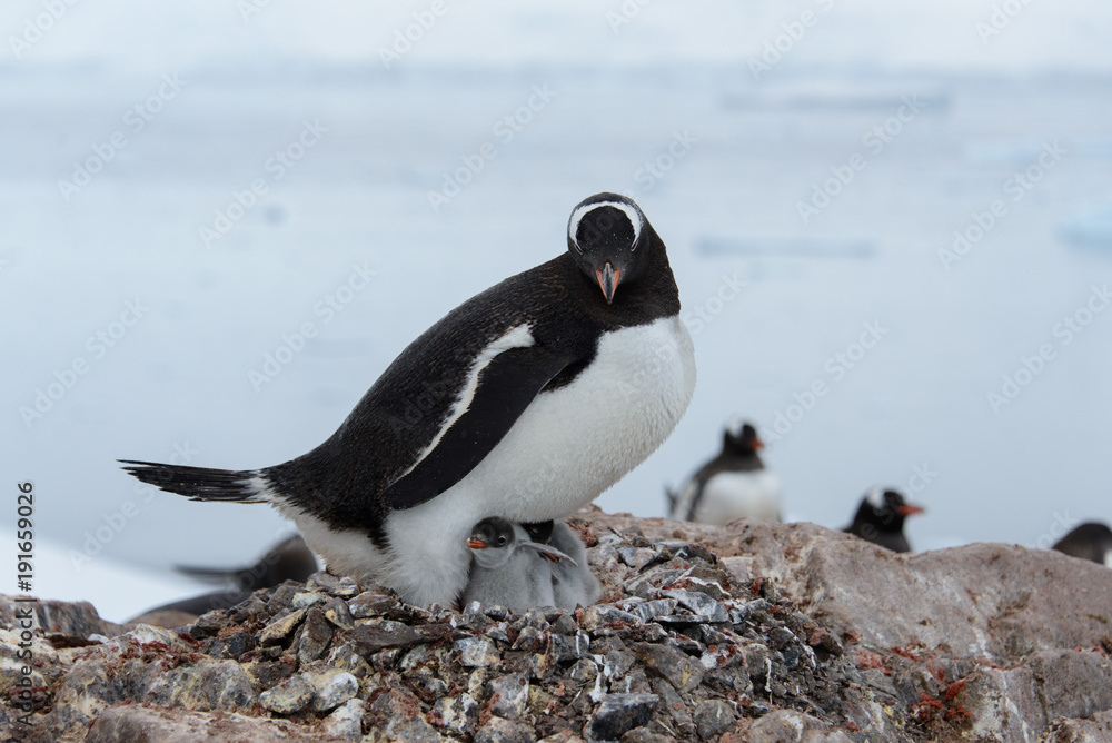 Naklejka premium Gentoo penguin with chicks in nest