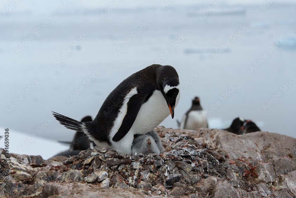 Obraz premium Gentoo penguin with chicks in nest