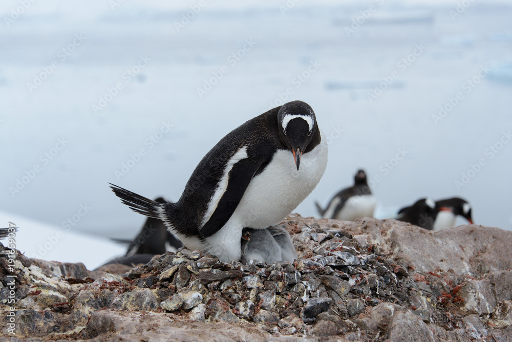 Fototapeta premium Gentoo penguin with chicks in nest