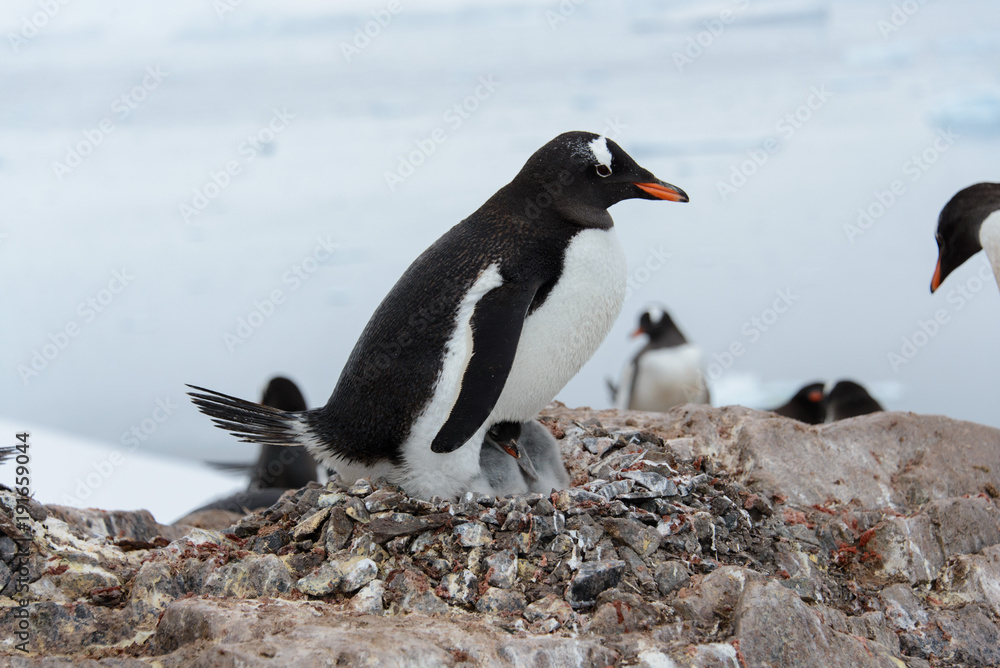 Naklejka premium Gentoo penguin with chicks in nest