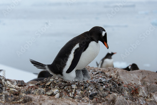 Gentoo penguin with chicks in nest