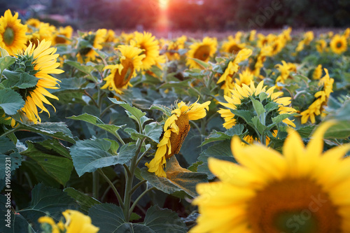 Van Gogh Sunflowers (ID: 191659231)