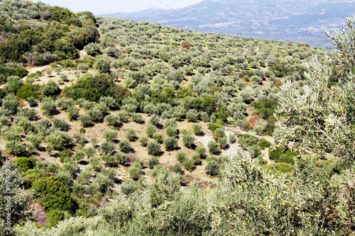 Olive grove in Kalamata, Peloponnese, Greece