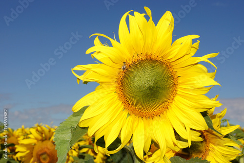 Sunflower Look (ID: 191659682)