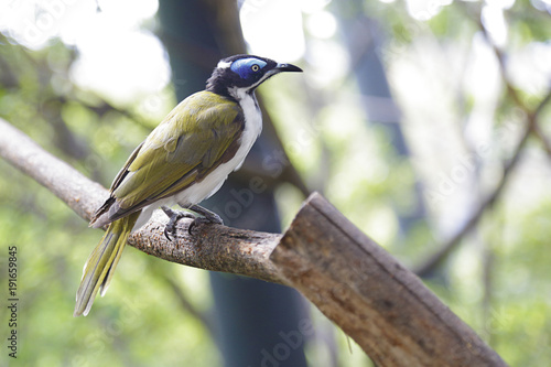 Blue-faced honeyeater (entomyzon cyanotis), also known as a bananabird perched on a branch photo