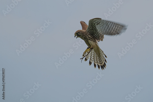 photo of a Common Kestrel hovering in the sky