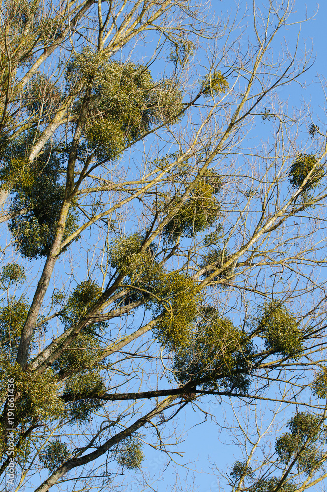 Obraz premium Misteln