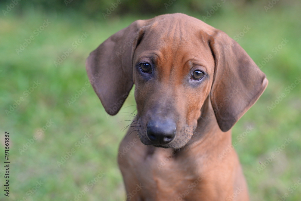 Ridgeback Puppy