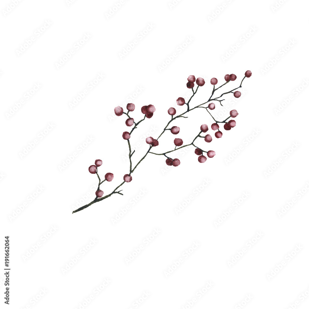 Steppe flower. Isolated on white background. Steppe flower. Isolated on white background.
