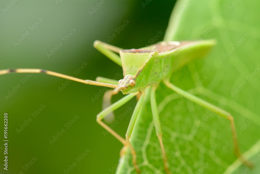 The green grasshopper on leaf on a nature background. The green grasshopper on leaf on a nature background.