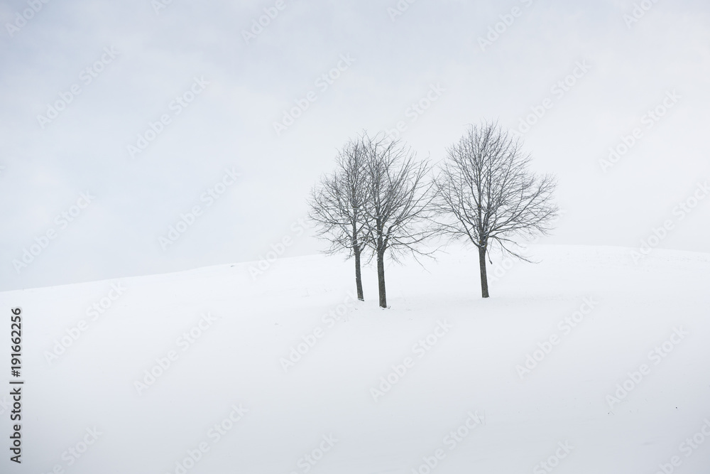 Drei kahle Bäume in Schneelandschaft Drei kahle Bäume in Schneelandschaft