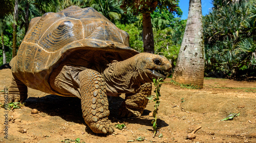 Giant endangered tortoise in Africa eating plants